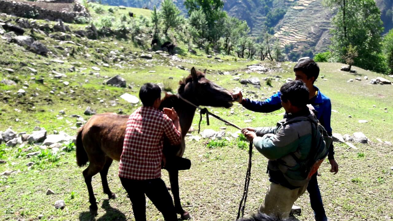 हुम्ला पाटनका पशुवस्तुको उपचार 